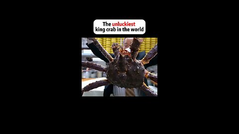 The unluckiest king crab in the world