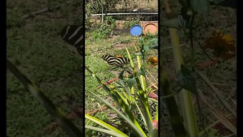 Zebra Long-wing Butterfly #shorts