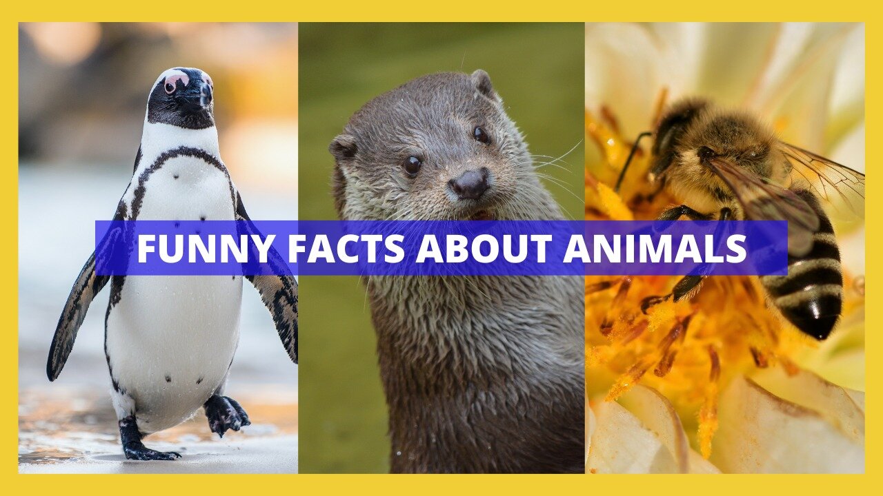 "Adorable and Fascinating Animal Trivia"