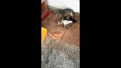 baby puppies sleeping