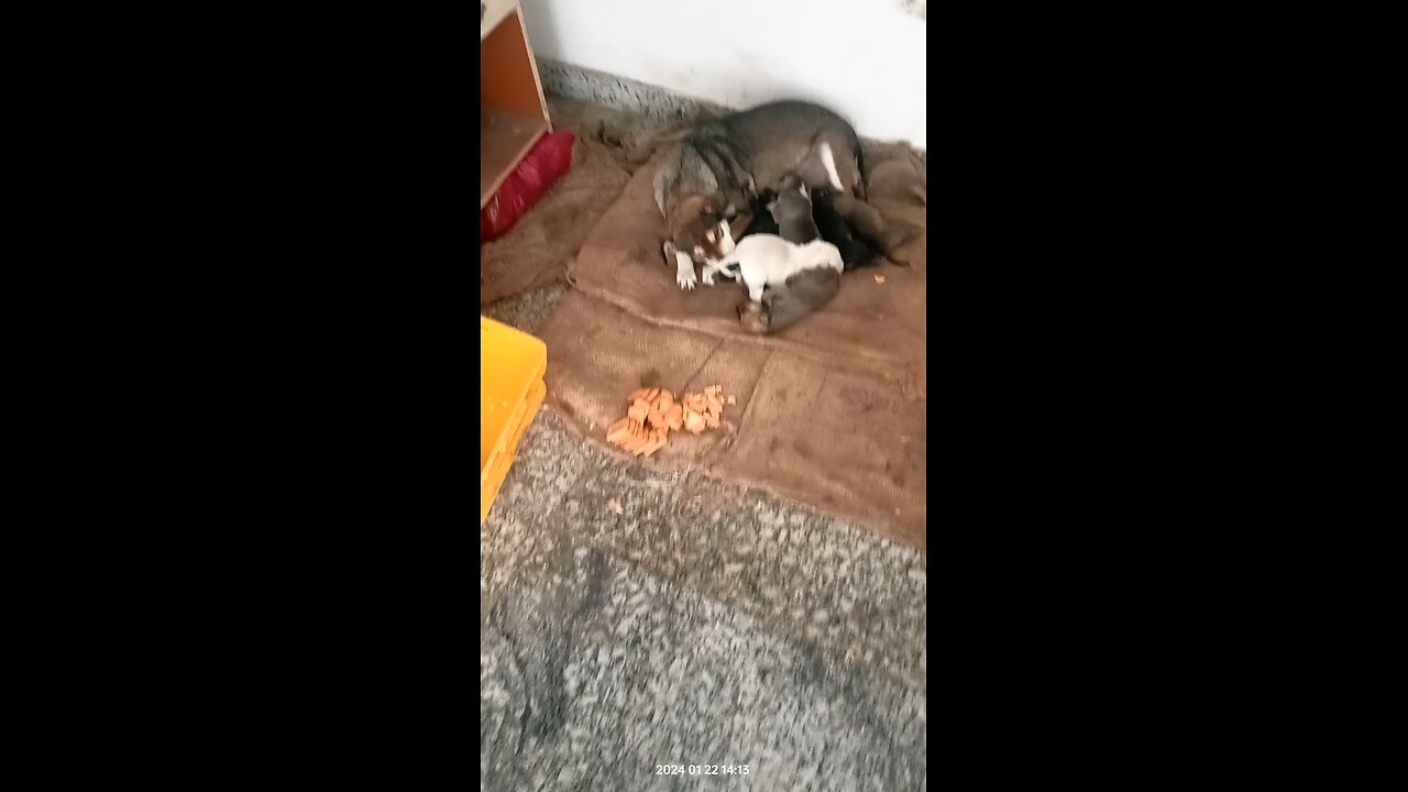 baby puppies sleeping