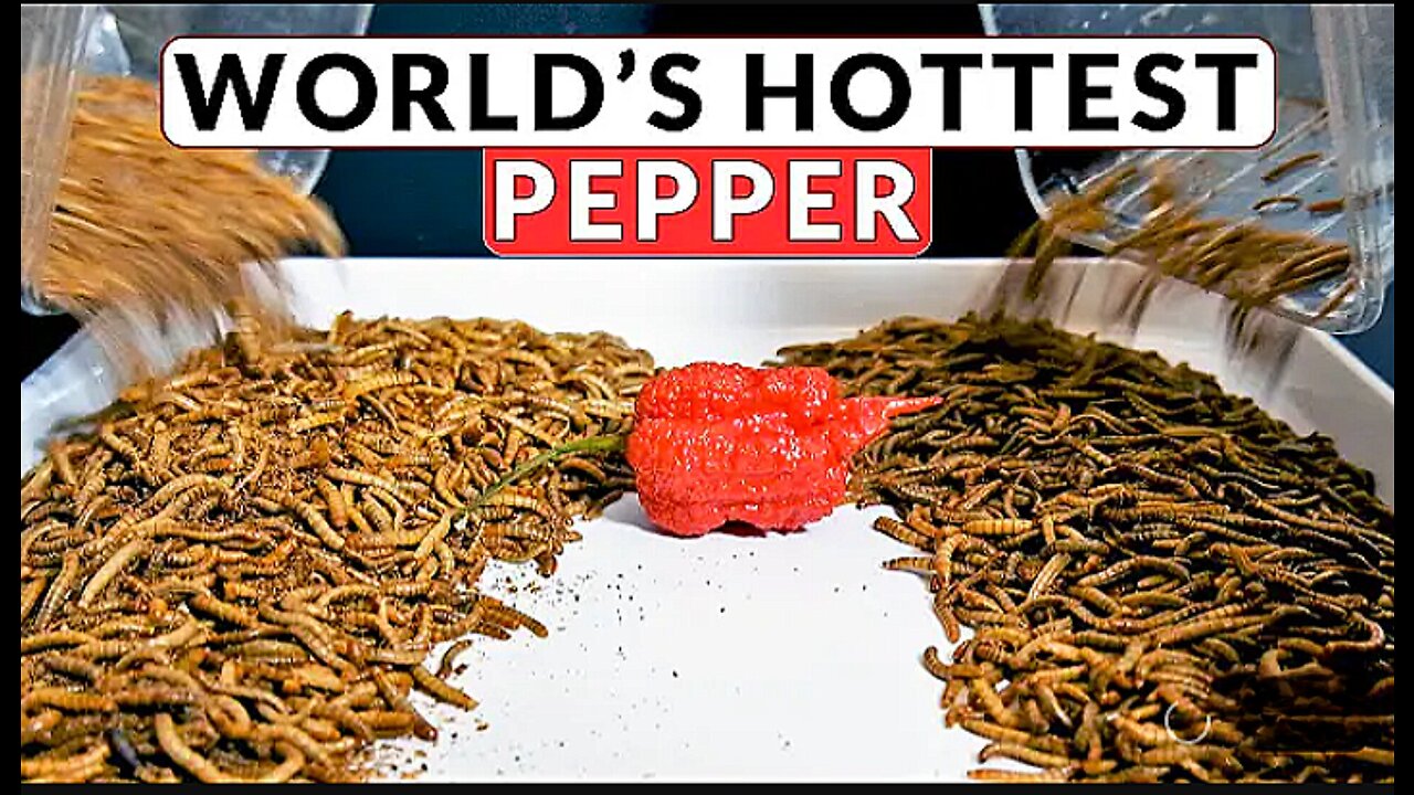 CAROLINA REAPER VS MEALWORMS 🥵