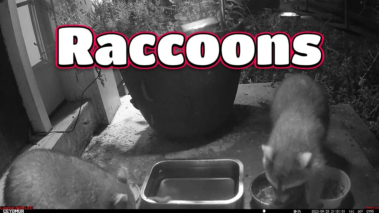 Two Adorable Raccoon Visit! 🦝🦝