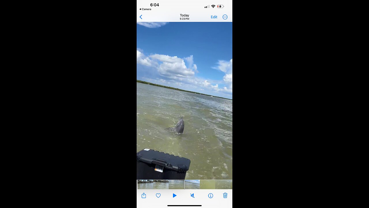 Livestream Replay | Baby Dolphin Says Hi!