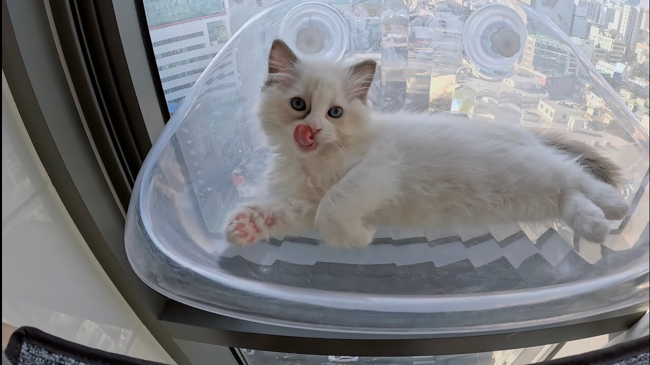 Are Ragdoll cats really docile? Look at the pink soles!