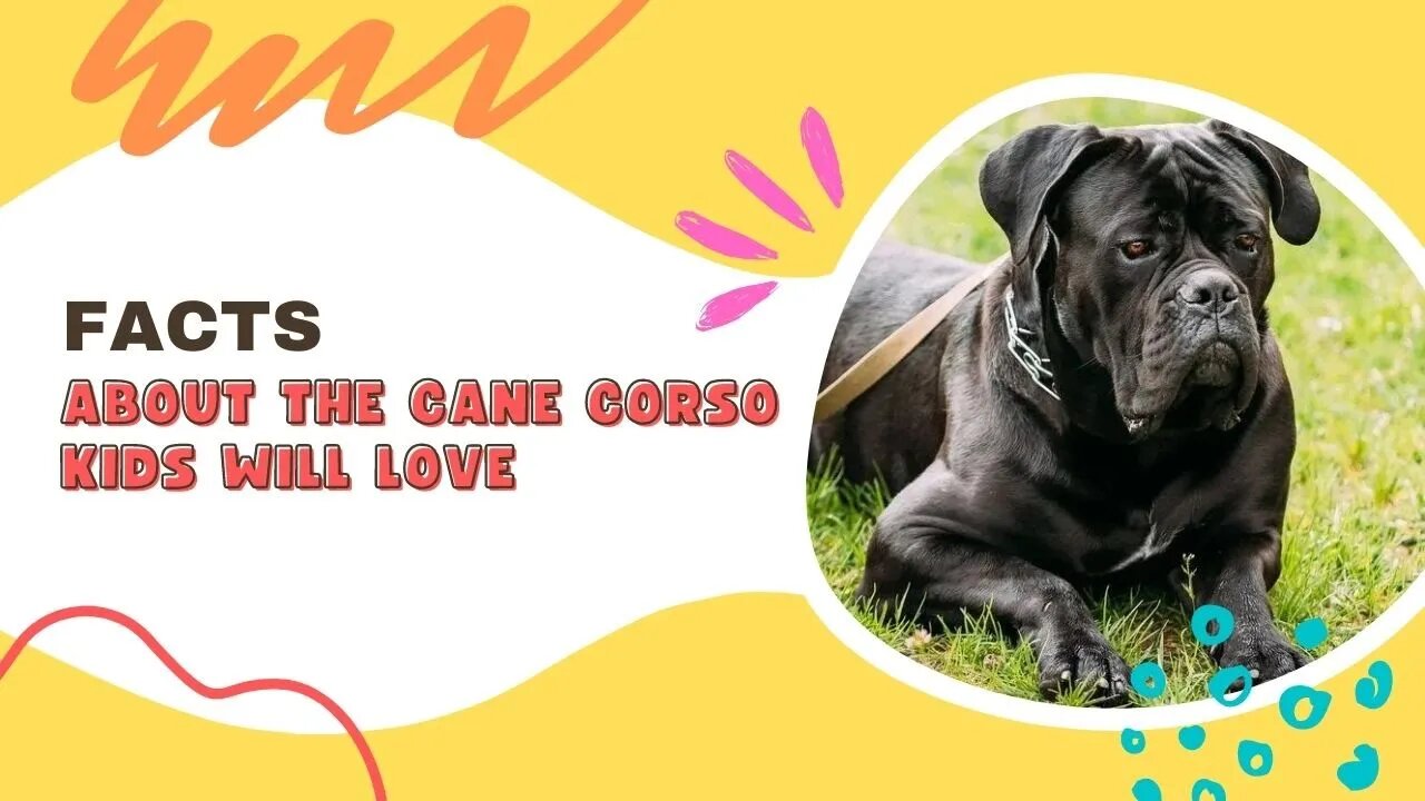 Facts About The Cane Corso Dog Kids Will Love, Funny cute pets lovers