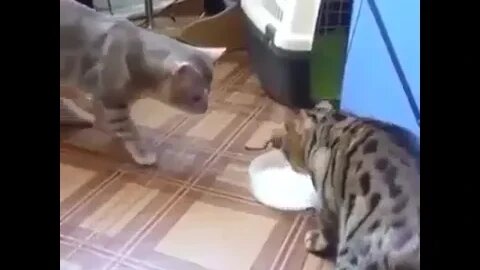 the meaning of friendship