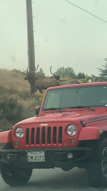 Elk crossing