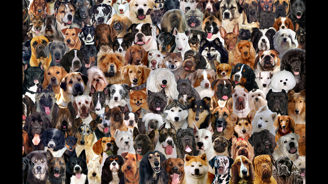 What is your favorite breed?