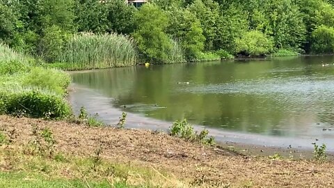 Pond Teeming with Life