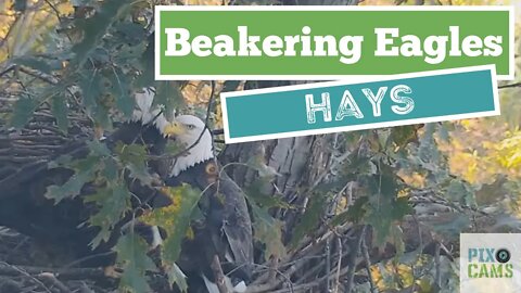 Hays Eagles beakering in the nest 2021 11 04 9:34AM