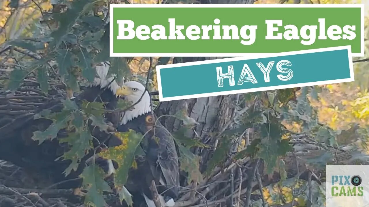 Hays Eagles beakering in the nest 2021 11 04 9:34AM