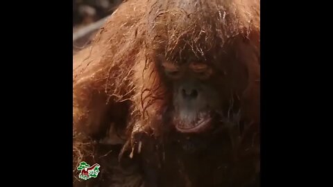 Rambunctious Orangutan