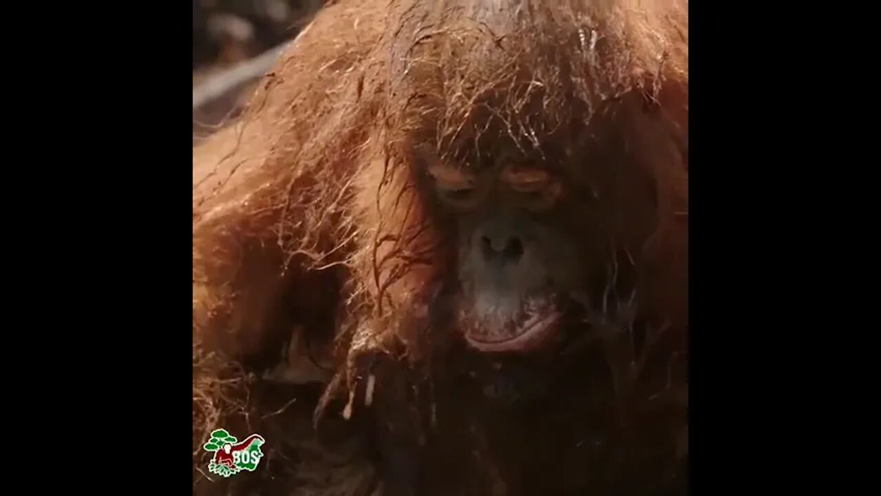 Rambunctious Orangutan