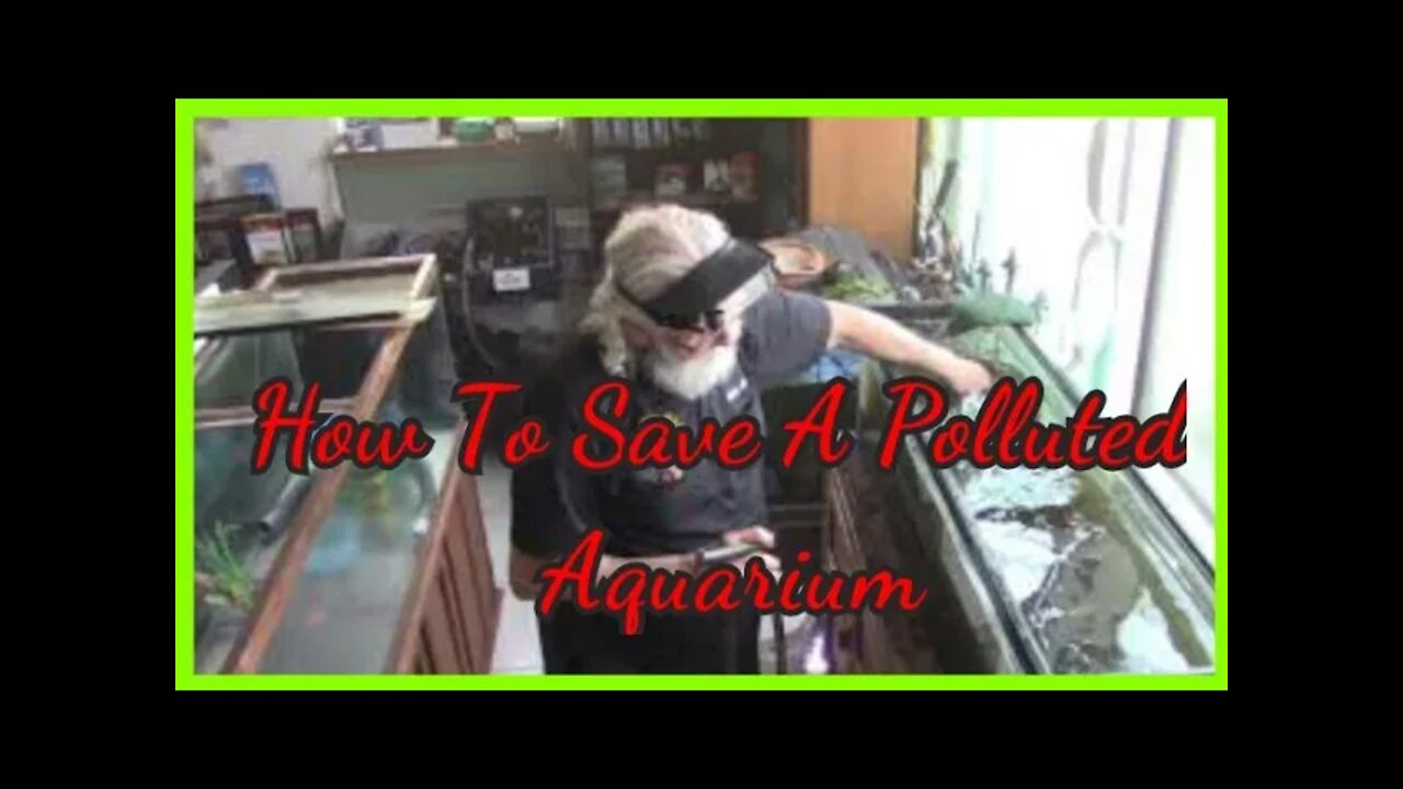 CATASTROPHE At Father Fish Aquarium - How To Save A Polluted Aquarium