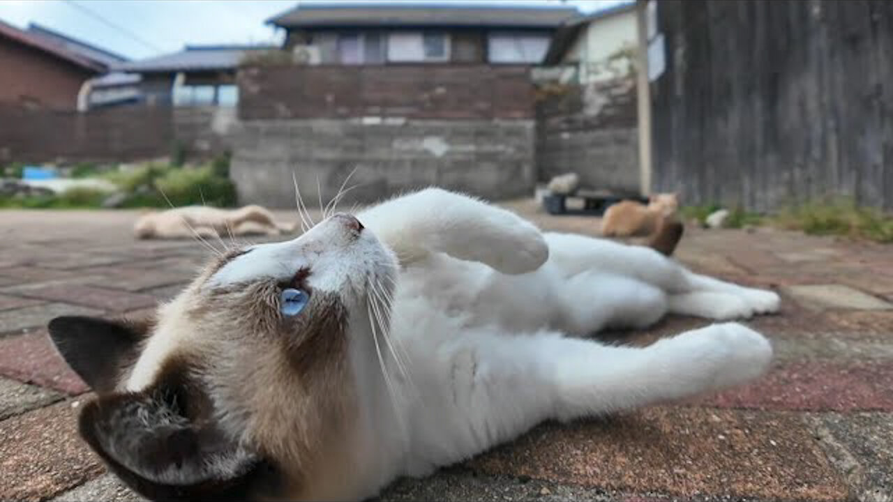 The island's cats roll around when you point the camera at them