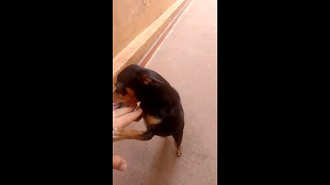 my pinscher dogs