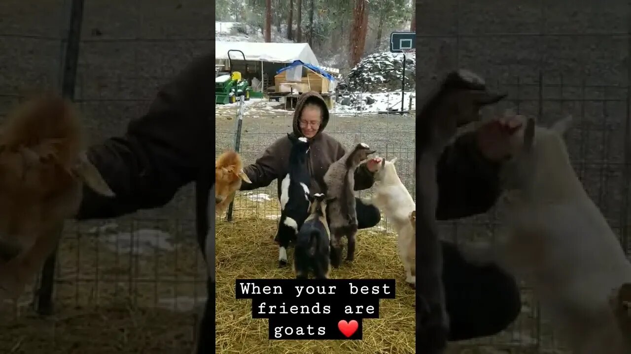 #goats #babygoat #farmanimals #cuteanimals #homesteading #farm #fyp #farmlife #homesteadlife