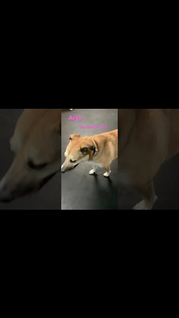[Shorts 0101] ARYA [#dogs #doggos #doggies #puppies #dogdaycare]