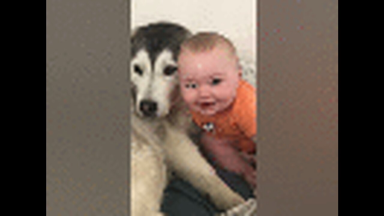 Husky & Baby Becoming Best Friends!