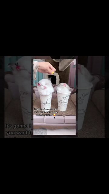 You can order Meow 😻 drink this summer 🍹