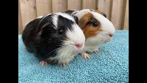 Are Guinea Pigs Really Pigs ? - Plus, Why They Make Great Pets !