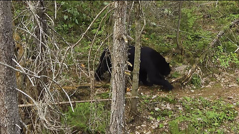 Mega Bears of New Brunswick / Bow Hunting