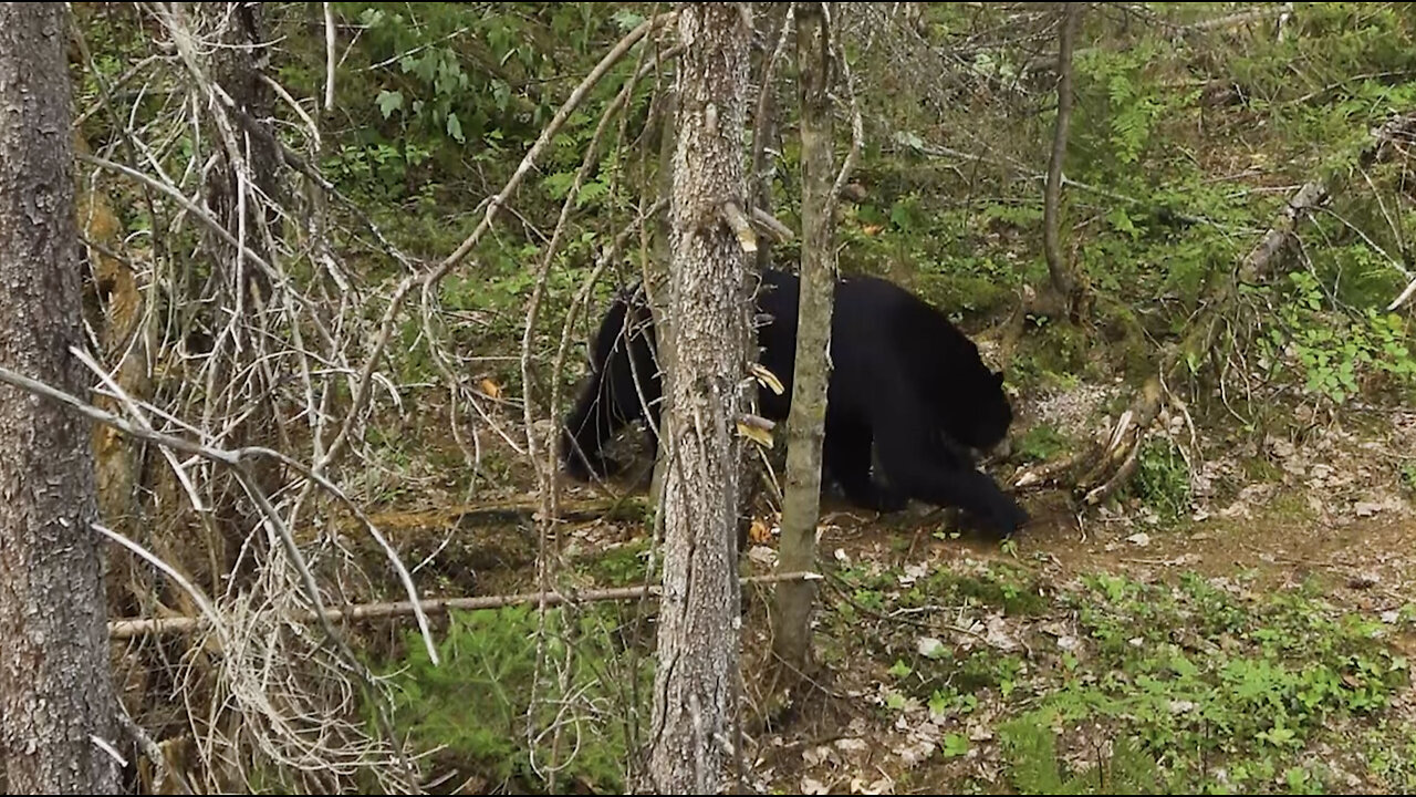 Mega Bears of New Brunswick / Bow Hunting