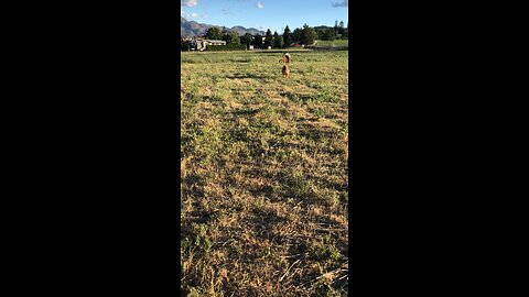 Archie running around the field while we water