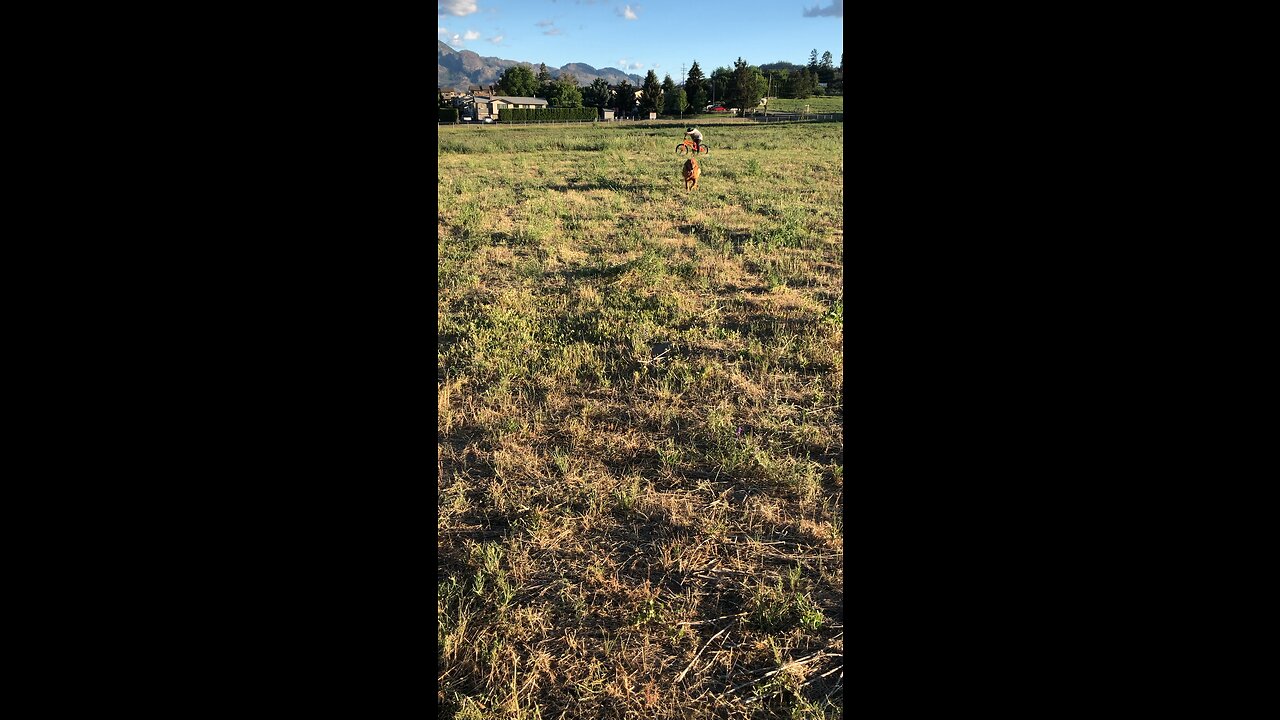 Archie running around the field while we water