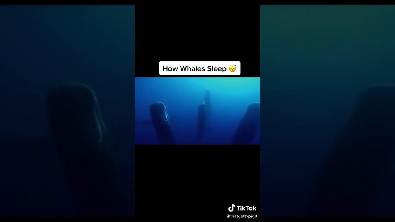 NO WAY They Do This tiktok thatdettypig0