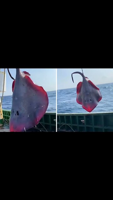 Release of giant devil fish