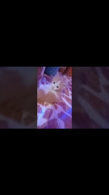 #youtubeshorts #shorts #cutecat #persiancats #catsmeowing