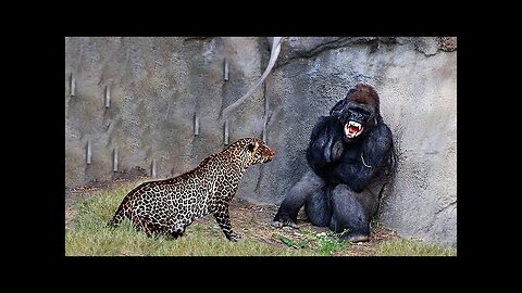 When Animals Messed With The Wrong Opponent !