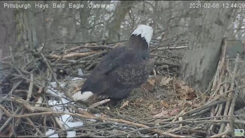 Hays Eagles Mom flys into the nest with grass 2021 02 08 12:43PM