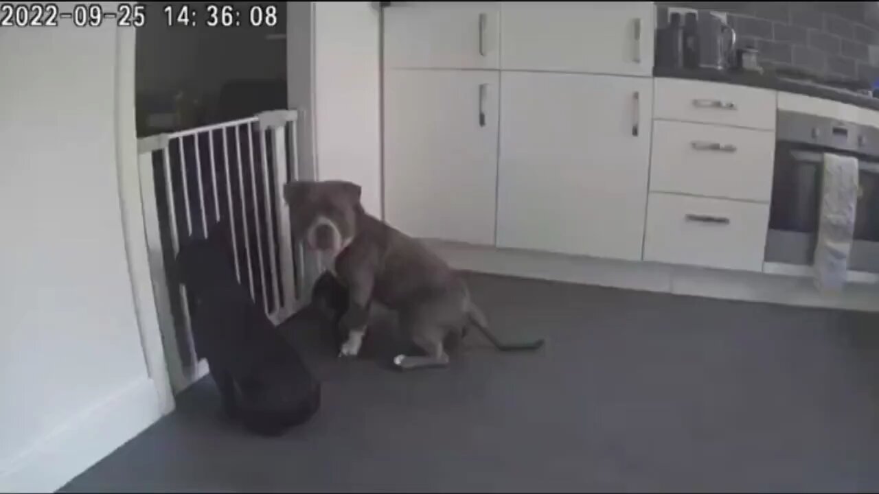 Doggy escape artist!