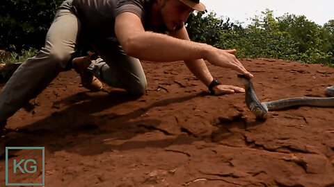 Kiss of Death on one of Africa's Deadliest Cobras