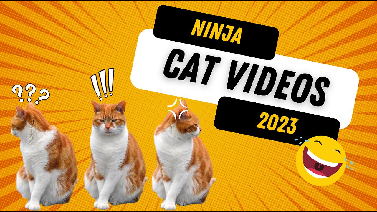 Funny Cat VIDEOS Ninja Cat