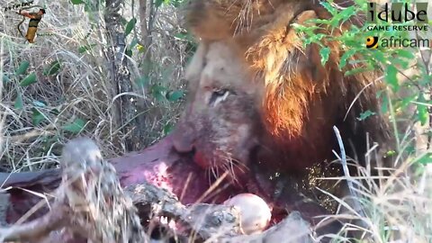 Scavenging Male Lion