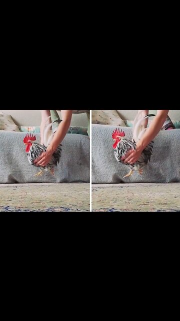 Teapot rooster hilariously "walks on air"