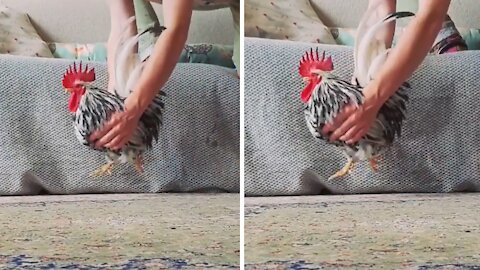 Teapot rooster hilariously "walks on air"