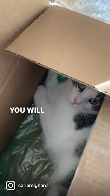 Kylo the Cat - Dr. Seuss style poem