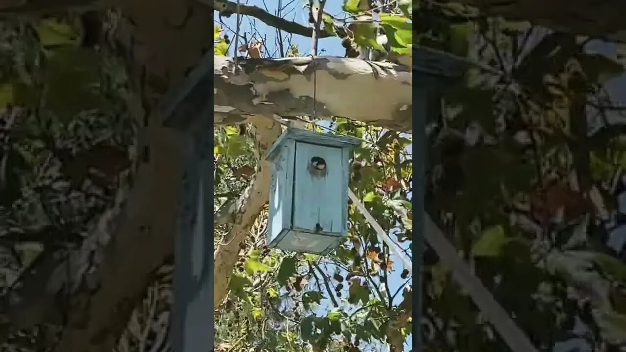 Pair of Blue Bitds