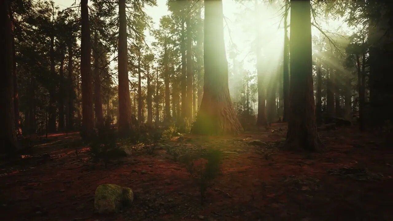 528hz, Magical Forest Meditation`