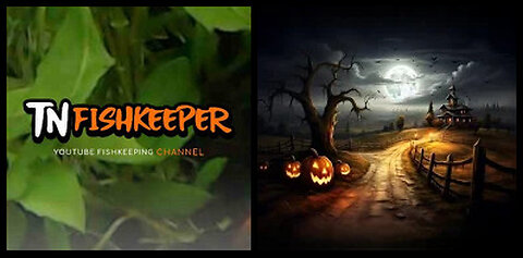 TNFISHKEEPER.COM™ 🐠 A HALLOWEEN SPECIAL PT 15 #FISHCAM #HALLOWEEN #TNFISHKEEPER