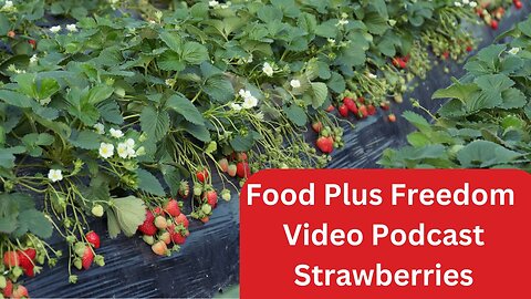 Strawberry Plants adds Food Freedom