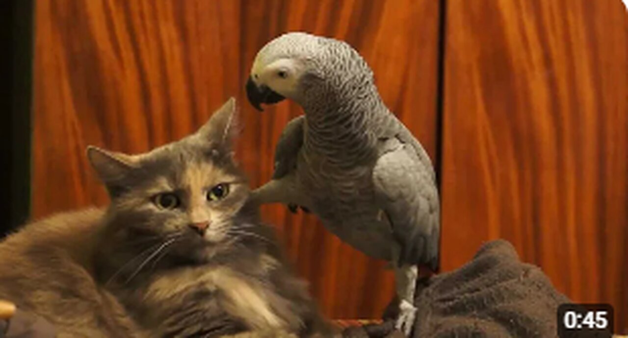 Parrot annoys cat