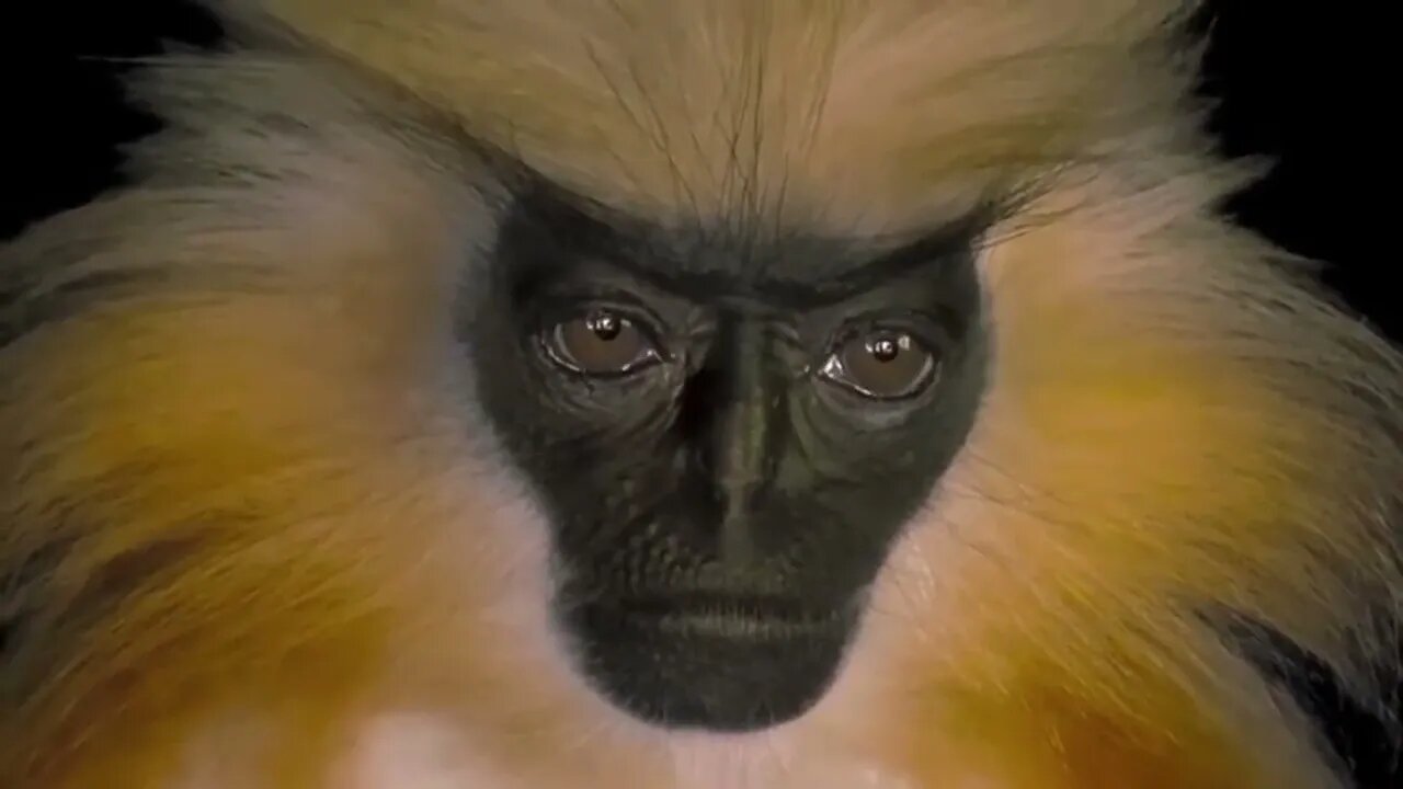 Gee's Golden Langur