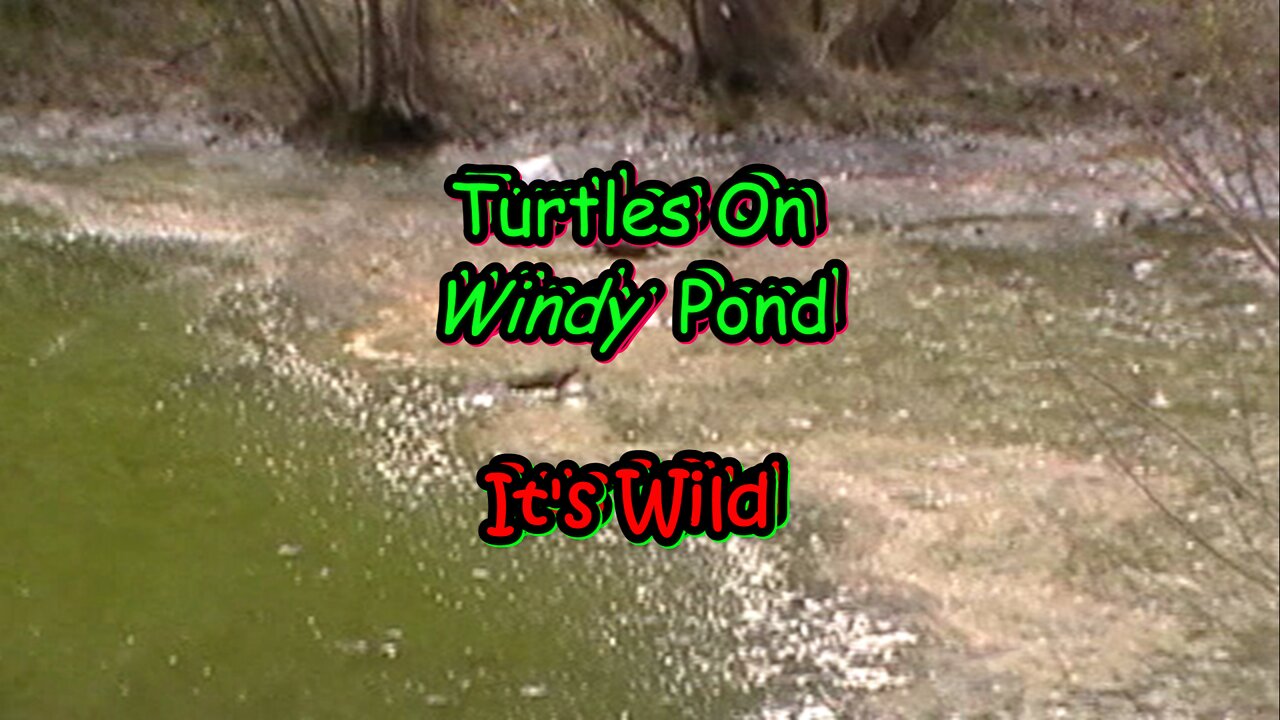 Turtles On Windy Pond