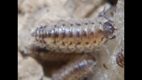 Isopods - How to Porcellio Spinicornis - NOT a care guide!